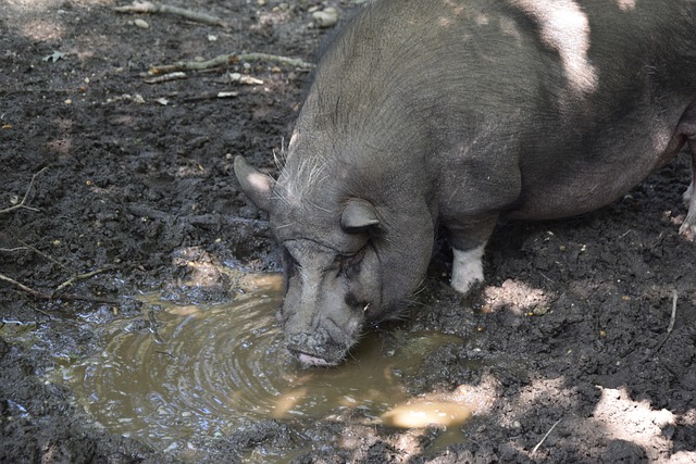 白酒、宠物、自加热食品……春运出行，哪些物品不能带上火车.