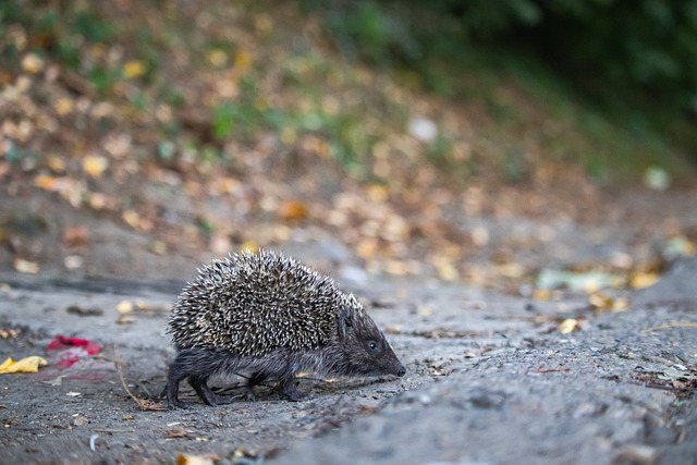 这都成为他 这都成为他